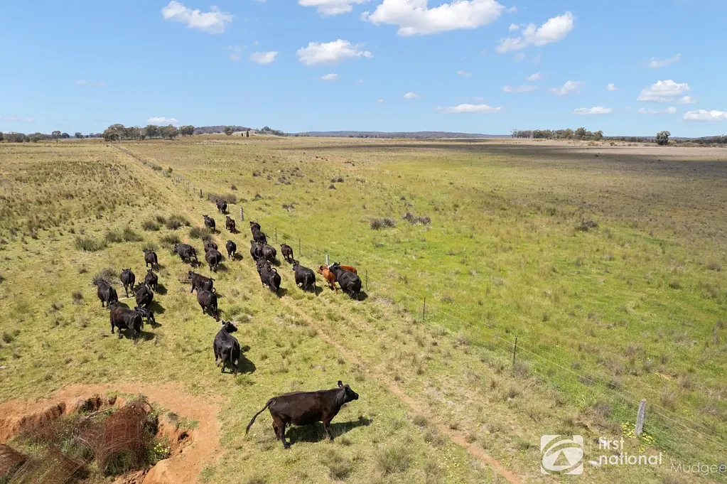 569 Wongoni Road, Dunedoo, NSW 2844