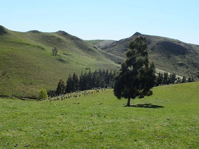 Rural Zone