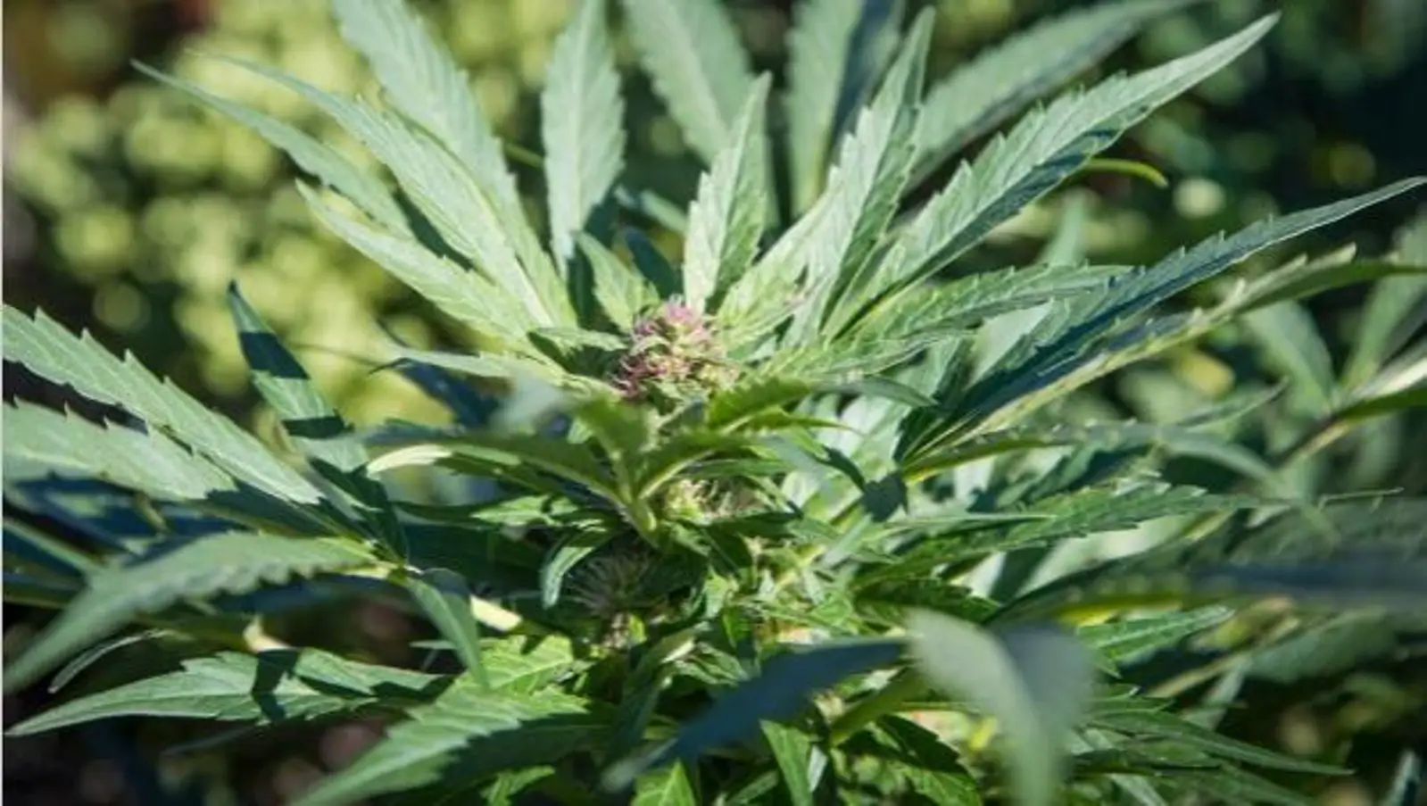在原始森林里种植大麻就不会别发现？先过了警方的无人机这一关再说！