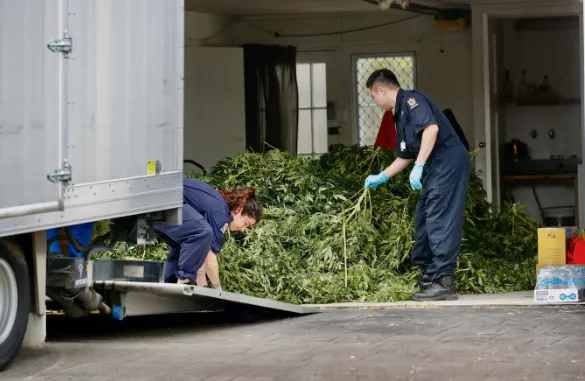 奥克兰豪宅出租却变大麻种植窝点，华人房东一头雾水