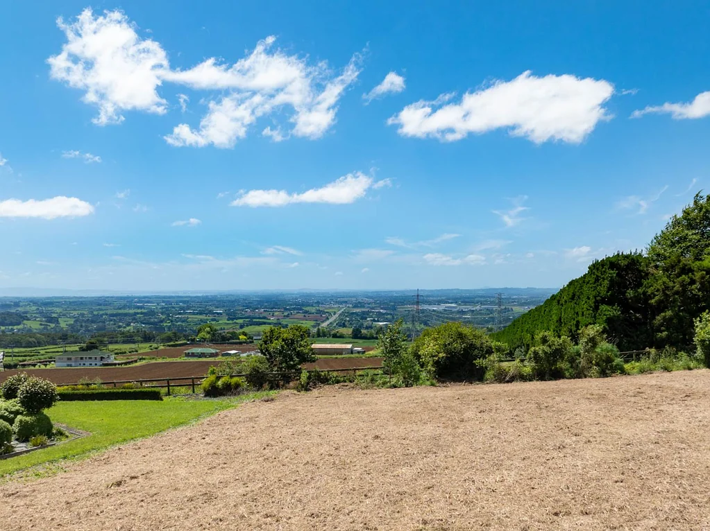 Bombay Often asked for …seldom for sale!