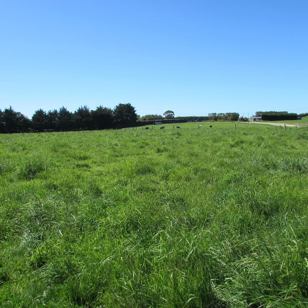 Gore Surrounds Maitland lifestyle and grazing opportunity