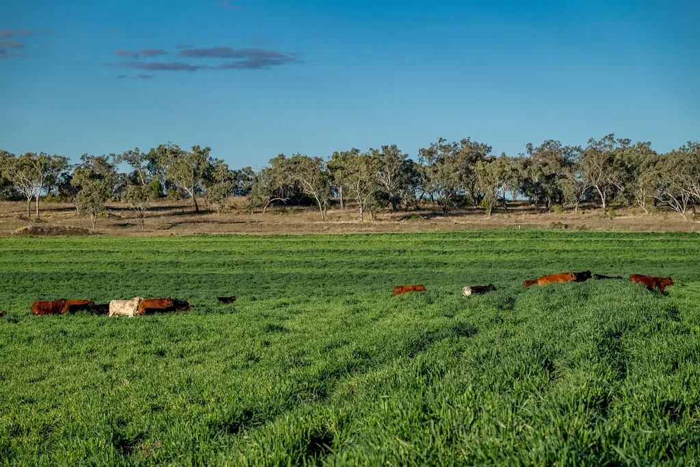 Jondaryan Integrated Darling Downs Cattle, Cropping and Transport Enterprise