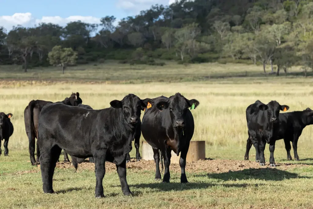 Greenmount  Lifestyle - Grazing - Irrigation - Feedlot - opportunity on Toowoomba's doorstep!