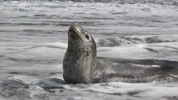 eight_col_Leopard_seal_DOC