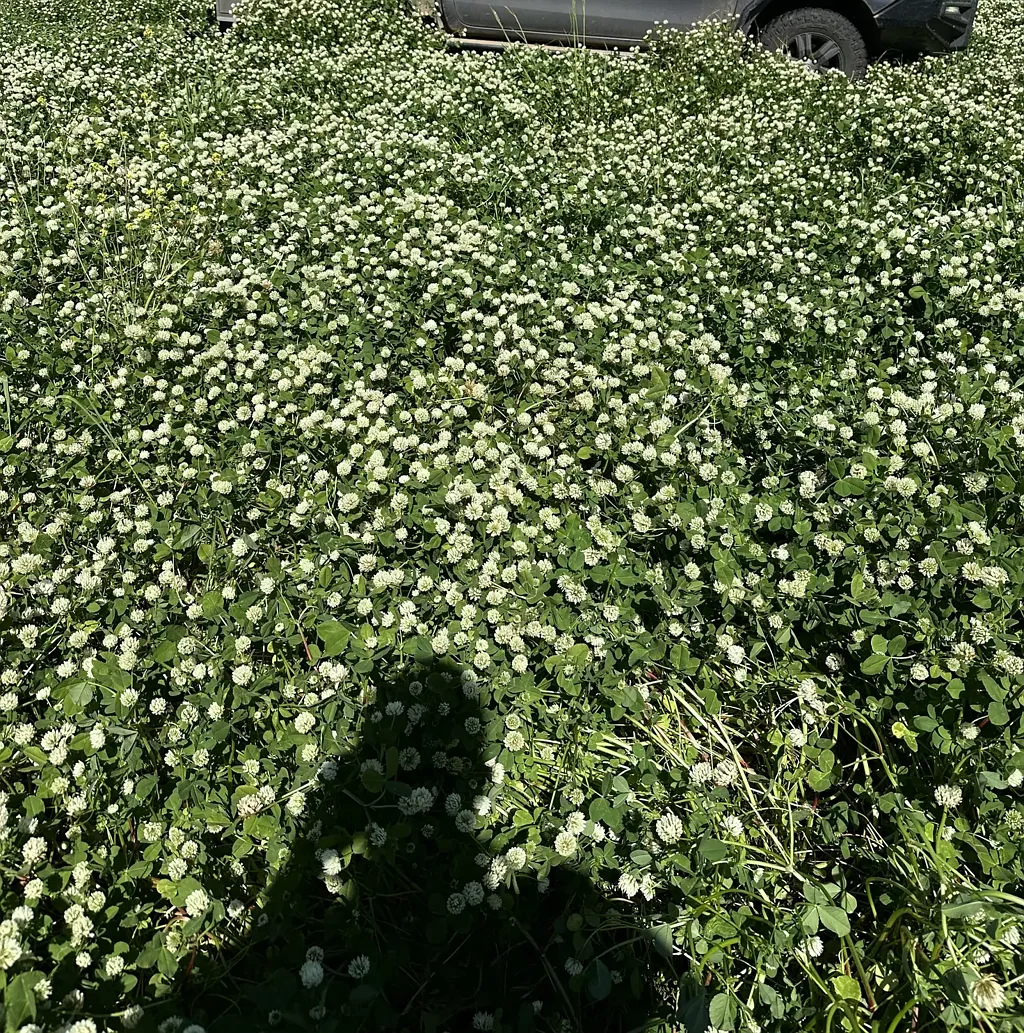 Forbes "Lynwood" - An amazing open grazing or cropping opportunity with over 600 acres of sub clover offering excellent feed quality.