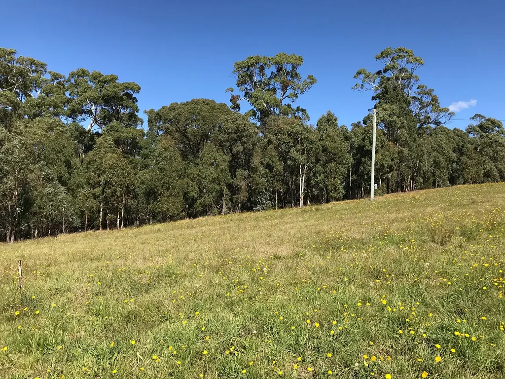 Oberon Framed by Forest. Finished by You.