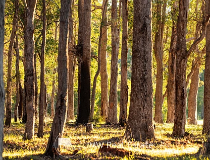 LOT 527 Witchcliffe Forest Estate, 22 Redgate Road, Witchcliffe, Bunbury, 0房, 0浴, Section