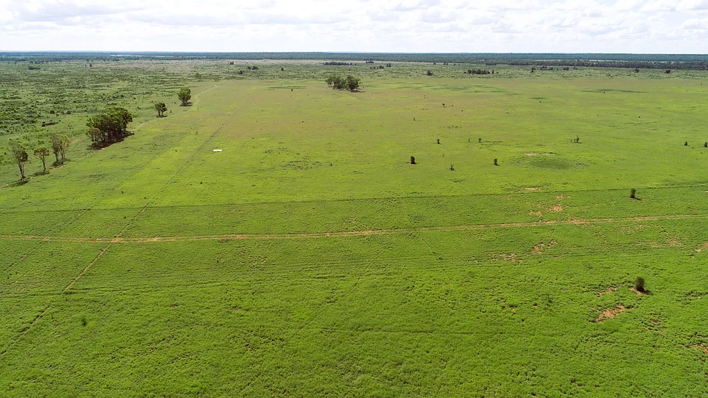 St George Good Value Buffel Grass Grazing