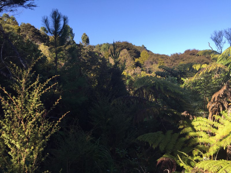 157 Kaimarama Road, Kaimarama, Coromandel, 0 chambres, 0 salles de bain