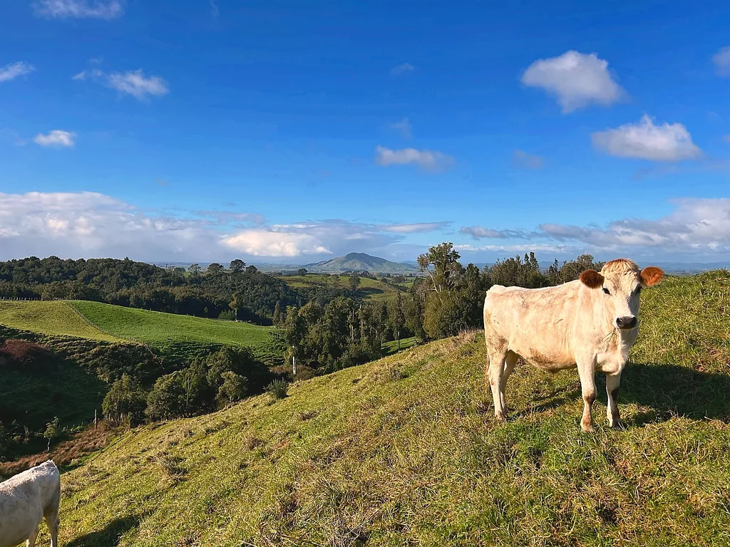 Pirongia Where Peace Meets Possibility