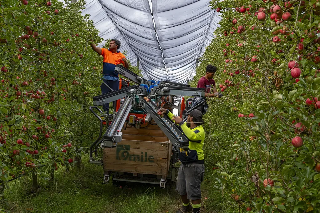 Orrvale  "Silver Orchards" - Efficient Apple & Pear Orchard Immediate Fringe of Shepparton