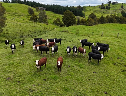 2895 State Highway 1, Okaihau, Far North, 0 રૂમ, 0 બાથરૂમ, Grazing