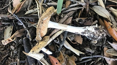 警惕！一盘菜下肚，澳洲4人急送ICU，新西兰也有人中招！这些商品将迎“突发性”涨价，捂紧你的钱包！