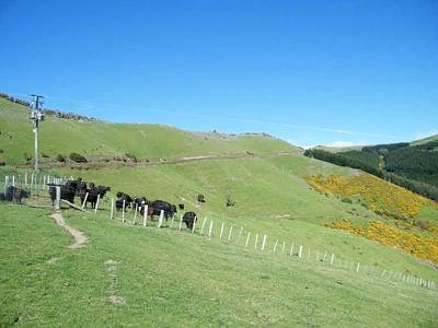 Rural Banks Peninsula