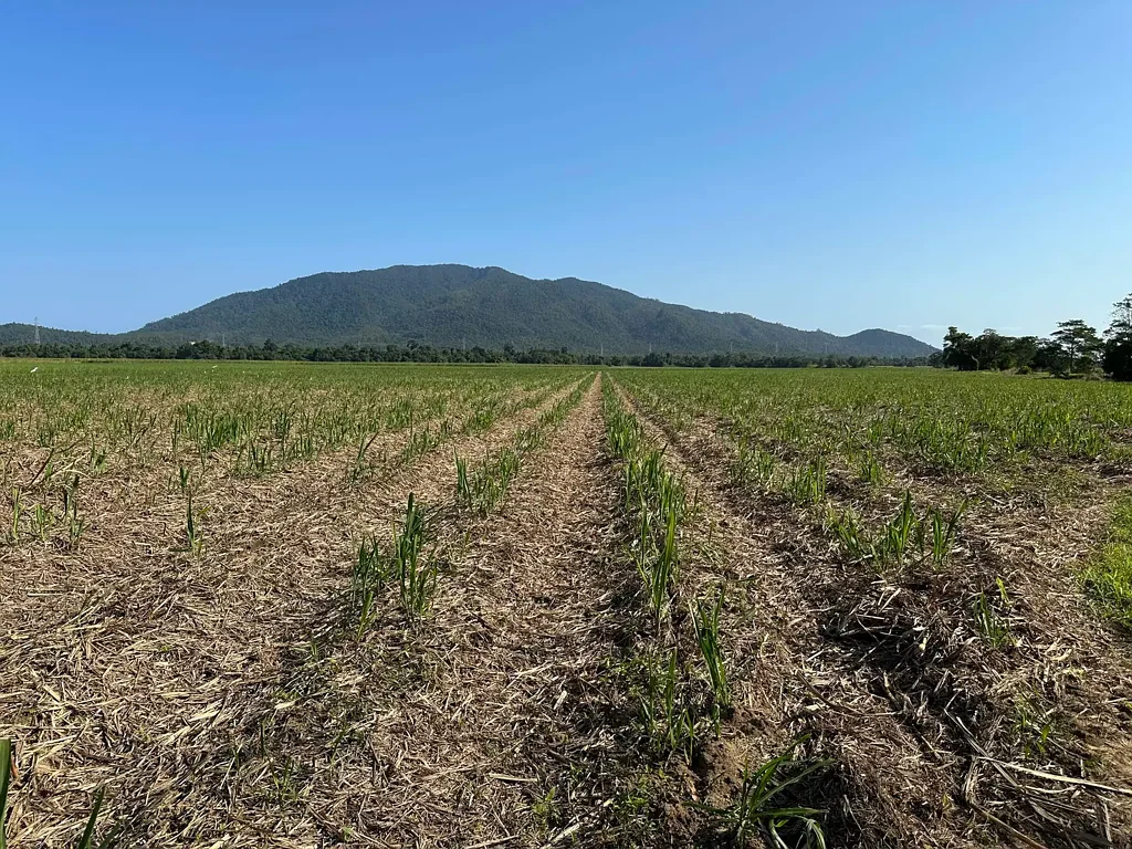 Midgenoo  Cane farm near Tully with creeks and 2026 cane crop, would also suit cattle use