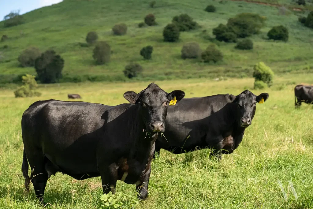 Adres Weerhou, Kia Ora, QLD 4570