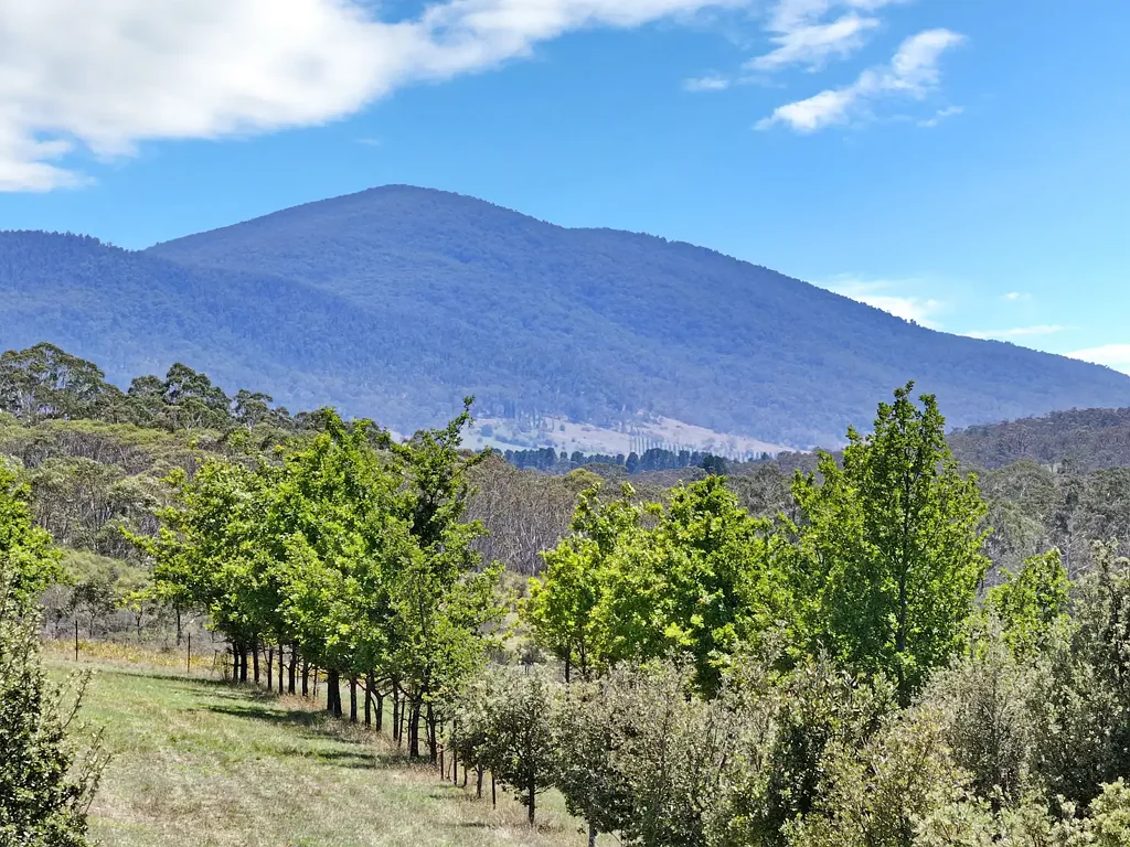 Braidwood "Hillsborough" - Established Black Truffle Orchard