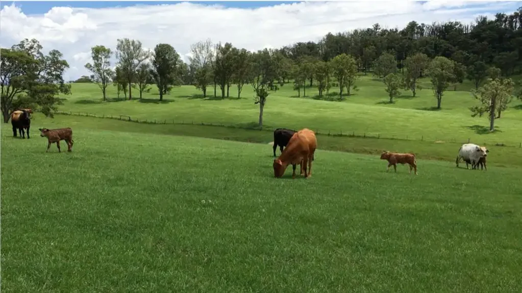 Hickeys Creek "RIVERS RUN"