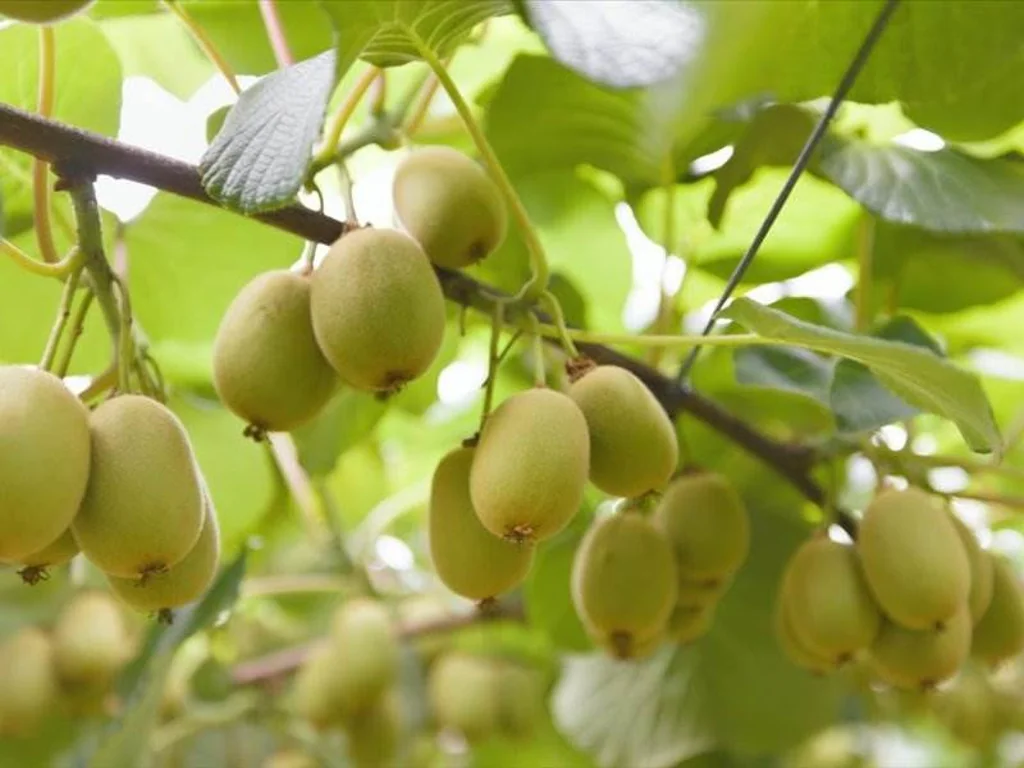 Te Puke Te Puke Orchard Gold and Green
