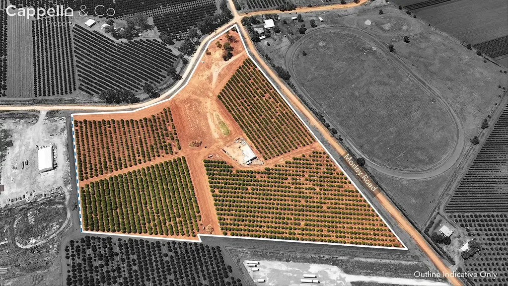 Yoogali  CITRUS FARM WITH SHED & DWELLING ENTITLEMENT
