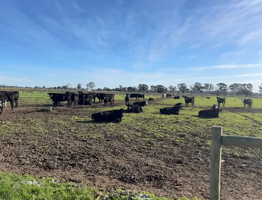 00 Corner Myall & Koondrook - Murrabit Road, Myall, Bendigo, 0 कमरे, 0 बाथरूम, Lifestyle Property