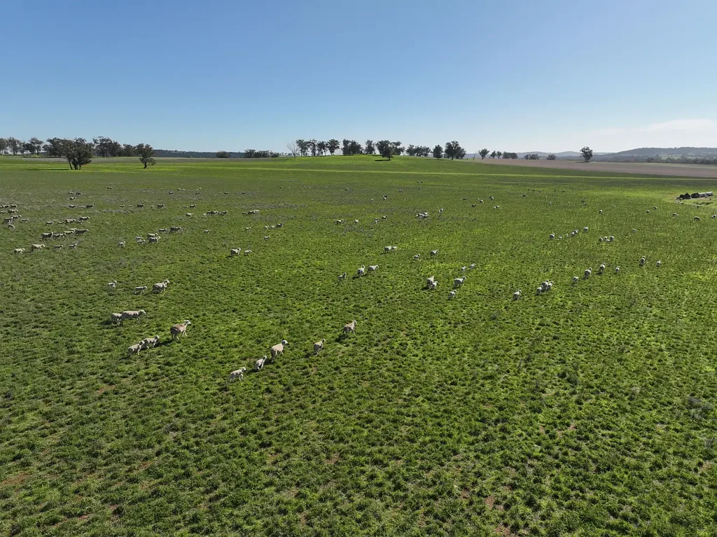 Parkes "Woodbine Park" Production, Close proximity to Parkes