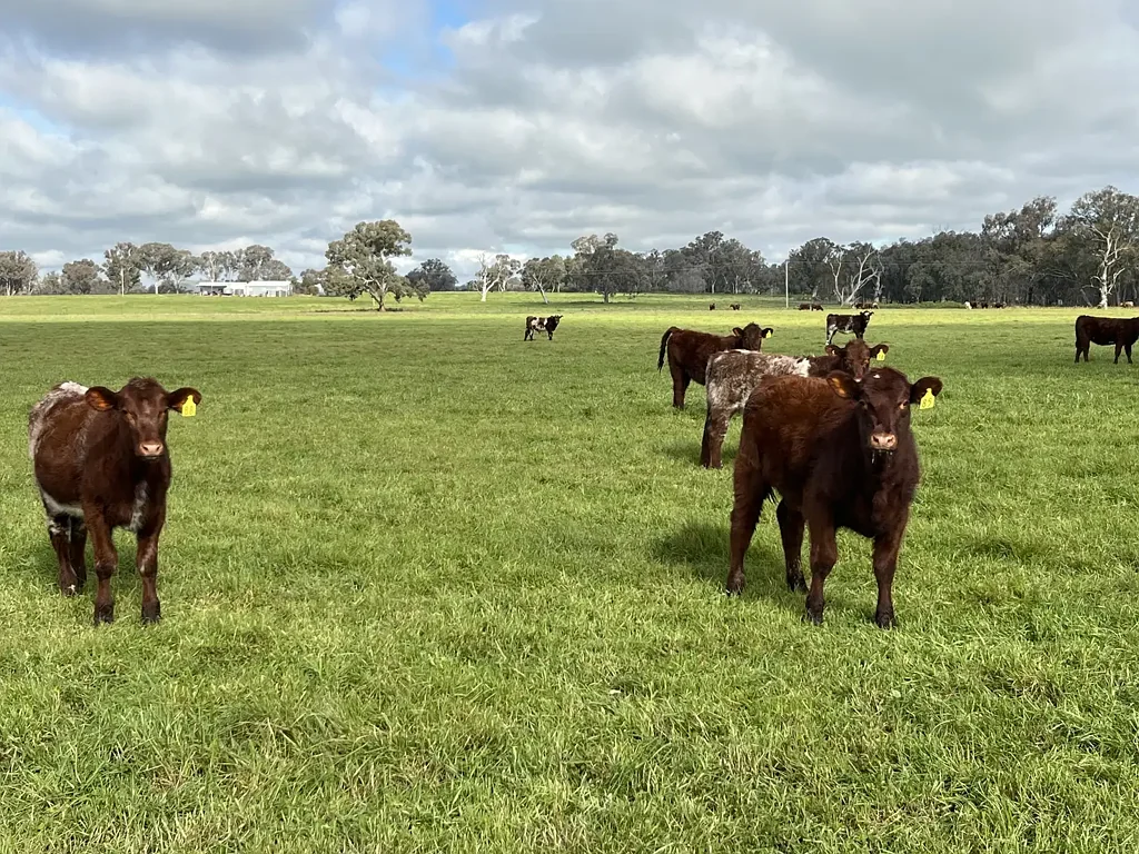 Burrumbuttock  Dress Circle Mixed Grazing / Cropping
