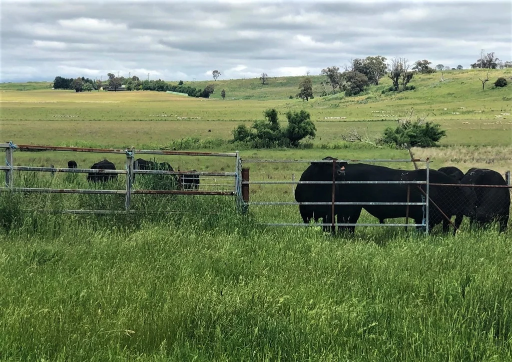 Orange 'The Valley' 12 kilometres east of Orange 2800