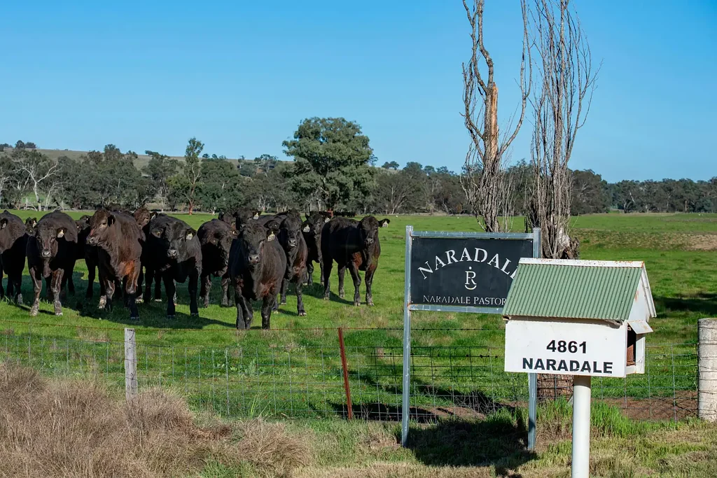 Coonabarabran "Naradale" Prime Location, Proven Productivity