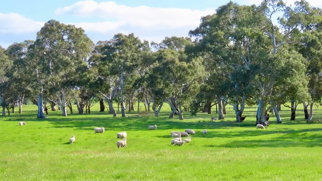 Monbulla  Well worth a look! 208 Acres close to Penola.