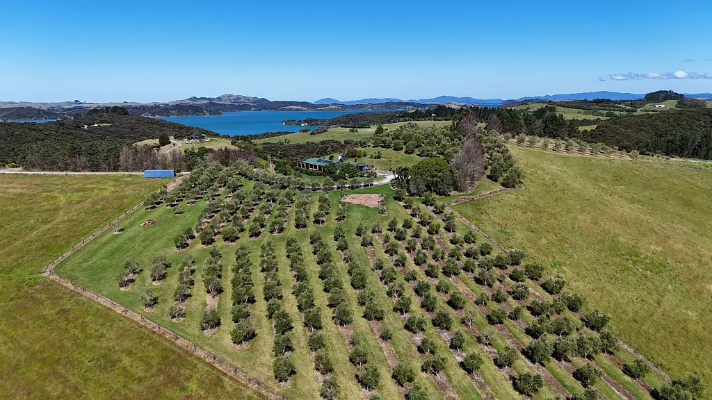 Kerikeri Olives and A View! So Much On Offer!