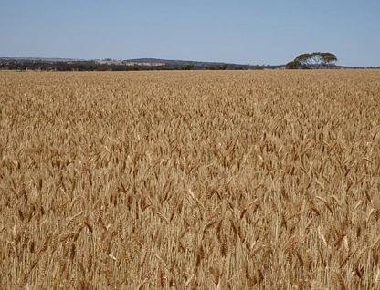  Williams Kondinin Road, Kondinin, Wheat Belt, 0 chambres, 0 salles de bain, Lifestyle Property