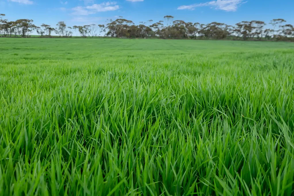 Port Broughton  Versatile Dryland Cropping Property