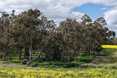 171 Kwornicup Road, Forest Hill, WA 6324, 0 Schlafzimmer, 0 Badezimmer, Lifestyle Property