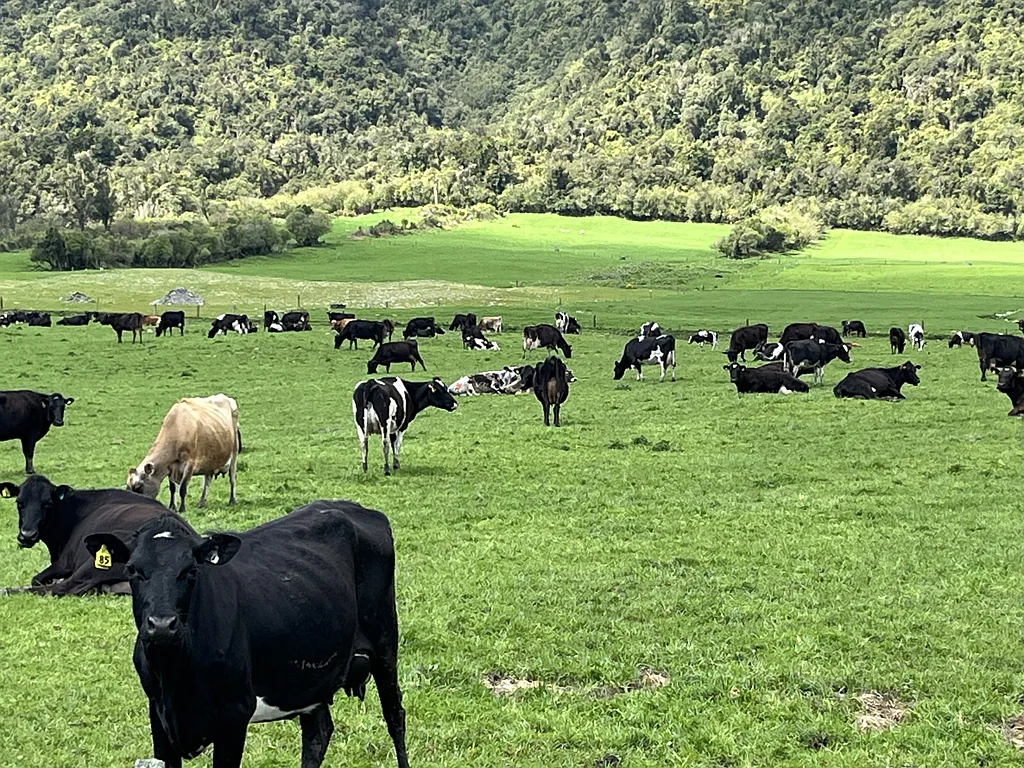 Whataroa  Entry-Level Dairy Opportunity
