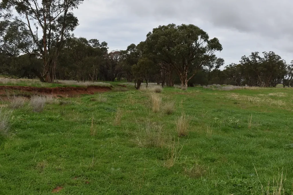 Condobolin  "PINE GROVE", 722Ha (1784ac)
With recent rains this is a great mixed farming opportunity