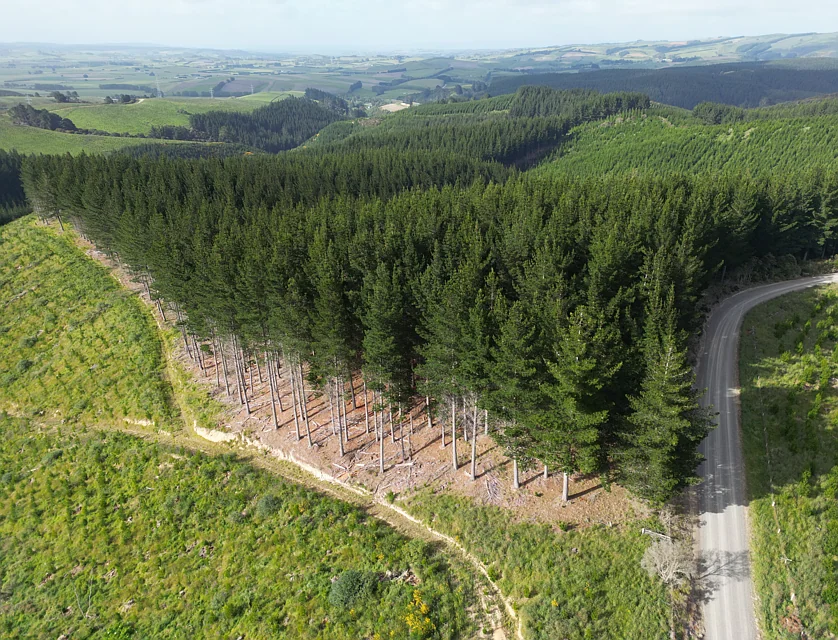 Perry Road, Milton, Clutha, 0 rūma, 0 rūma horoi, Forestry