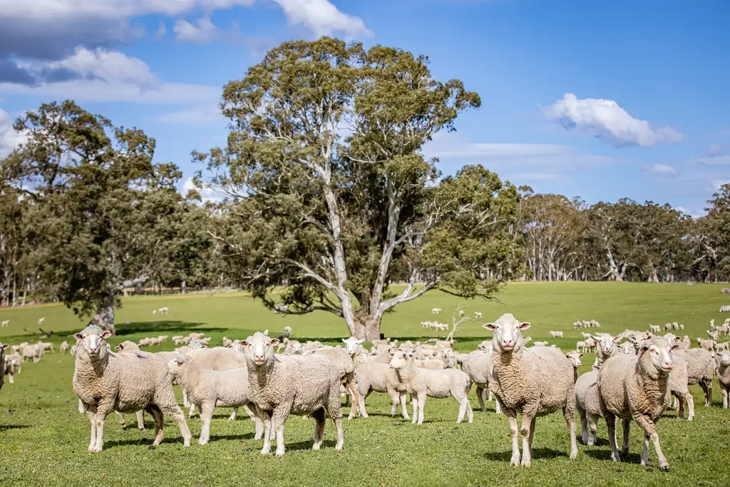 Comaum Home Amongst the Gum Trees.