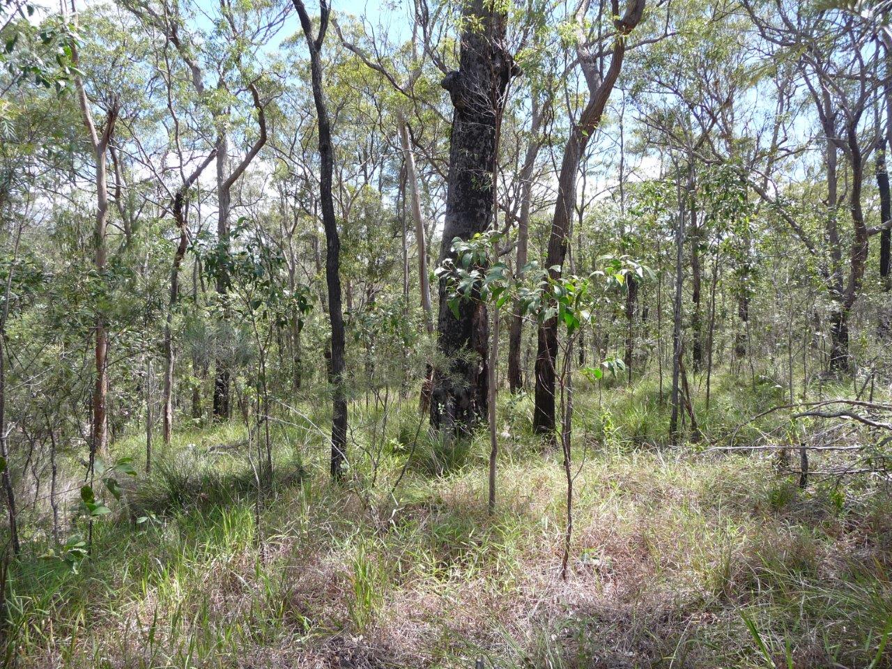 1508 TABLELAND RD, MOUNT MARIA QLD 4674, 0房, 0浴, Section