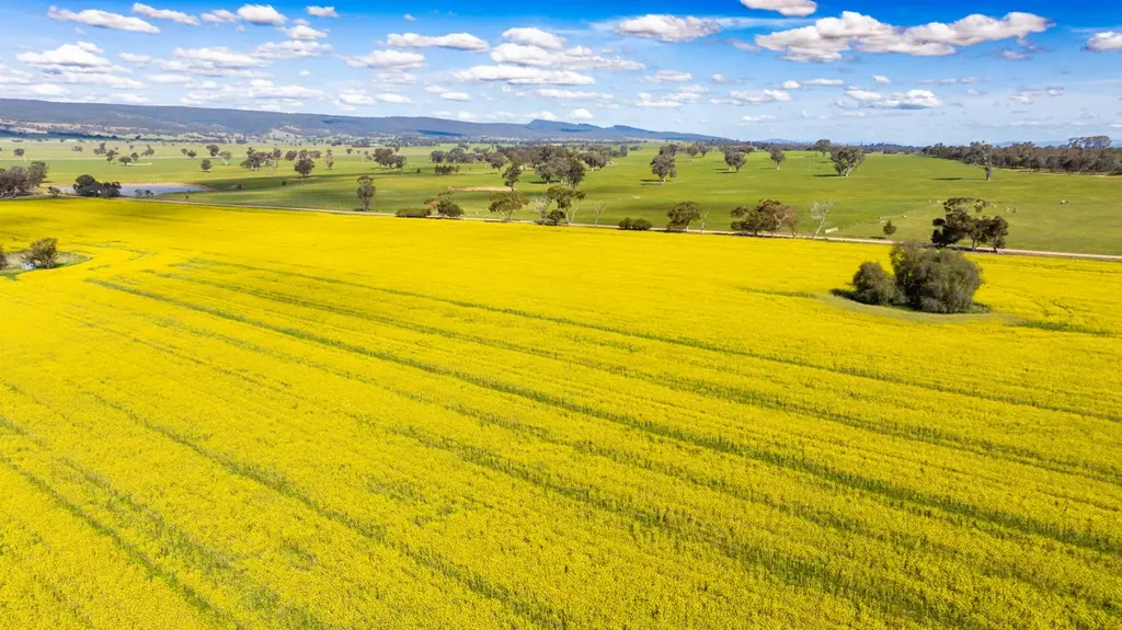 Culcairn "Orange Grove"