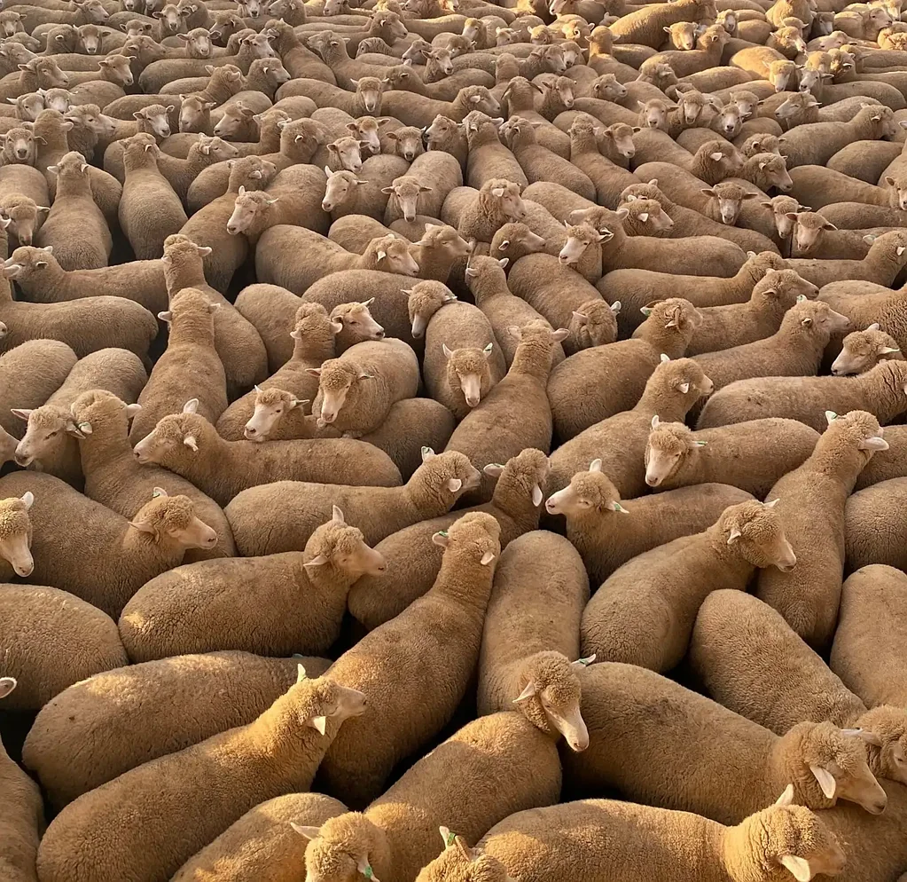 Cowra First Class 6,000HD lamb feedlot Cowra