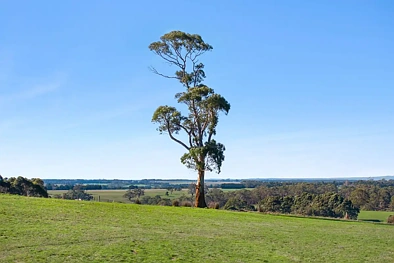 35 Holts Road, Elliminyt, VIC 3250, 0 Schlafzimmer, 0 Badezimmer, Section
