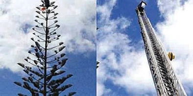 恶作剧！垃圾桶被挂上40米高松树
