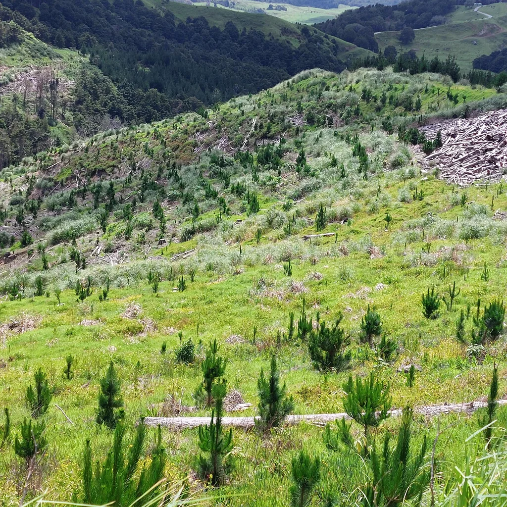 Maungaturoto  Planted for Profit: Future Timber Harvest