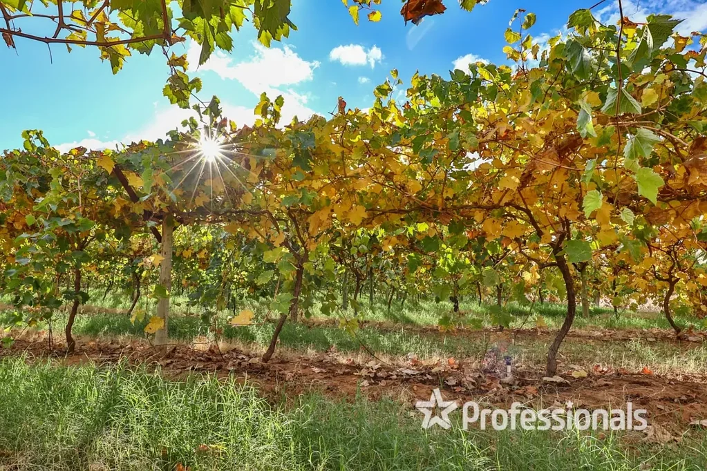 Cardross Export Quality Table Grape Property - 7.76Ha
