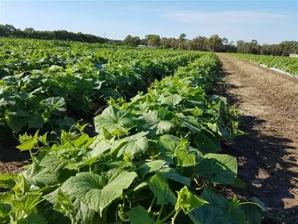 Calavos  Outstanding flood free Bundaberg 150 acre cropping farm