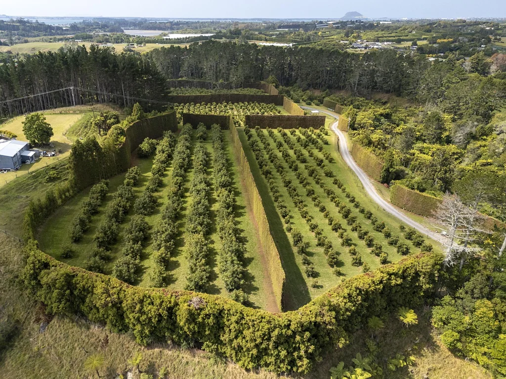 Te Puna  Kiwifruit Conversion Potential