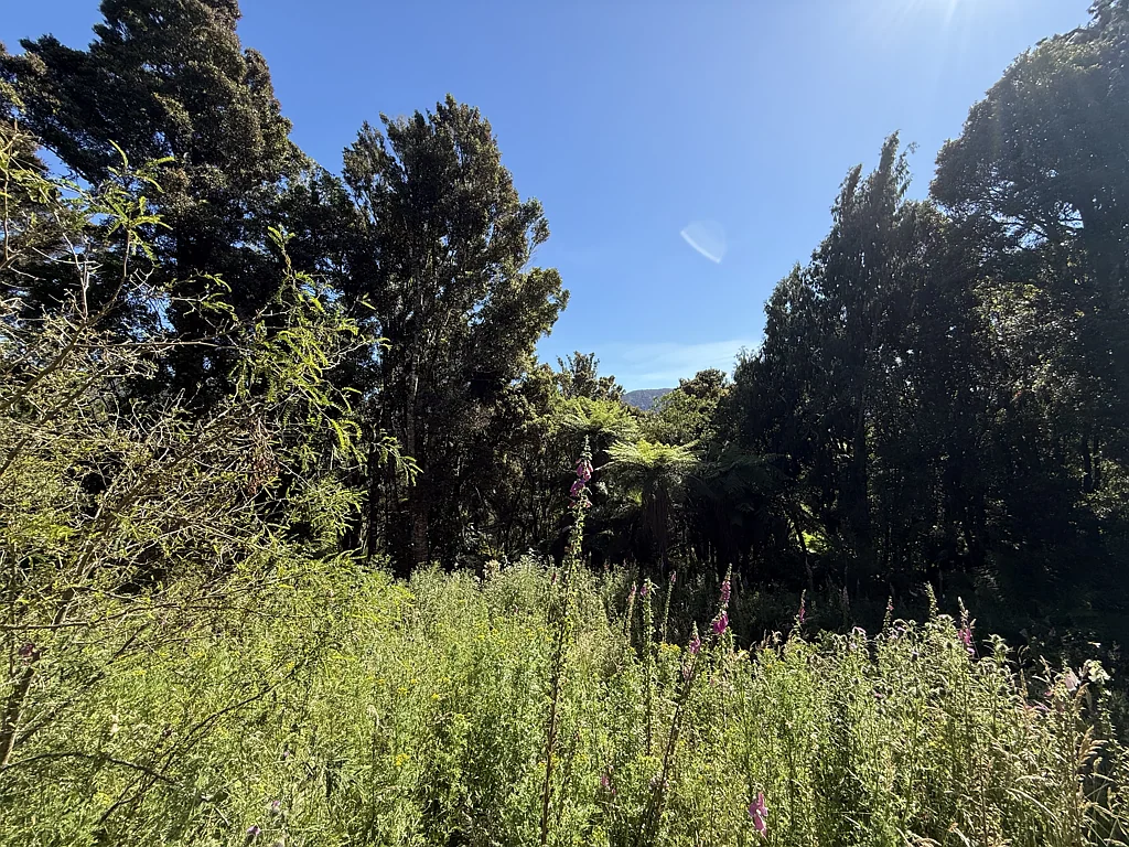 Catlins Surrounds  Harrington Heights