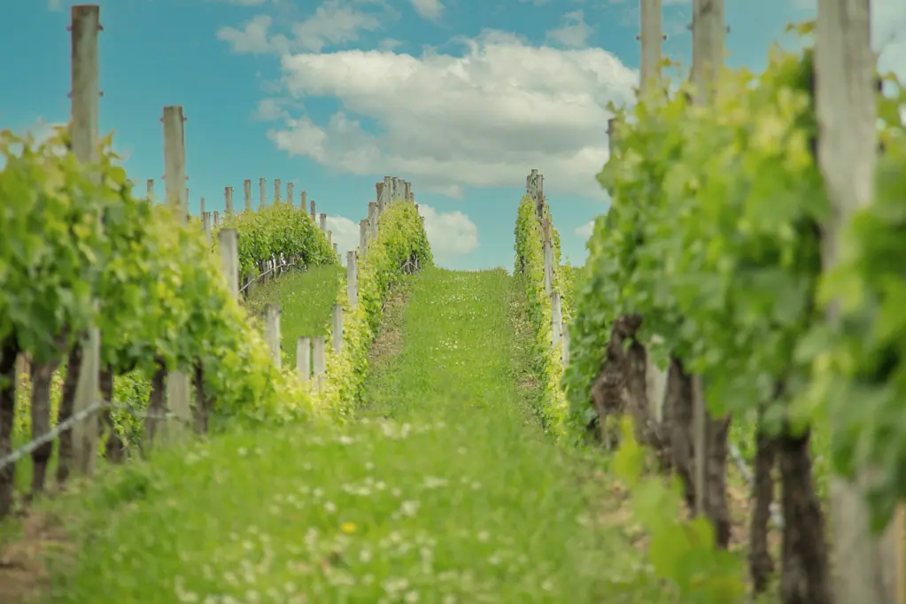 Martinborough A Life Amongst the Vines